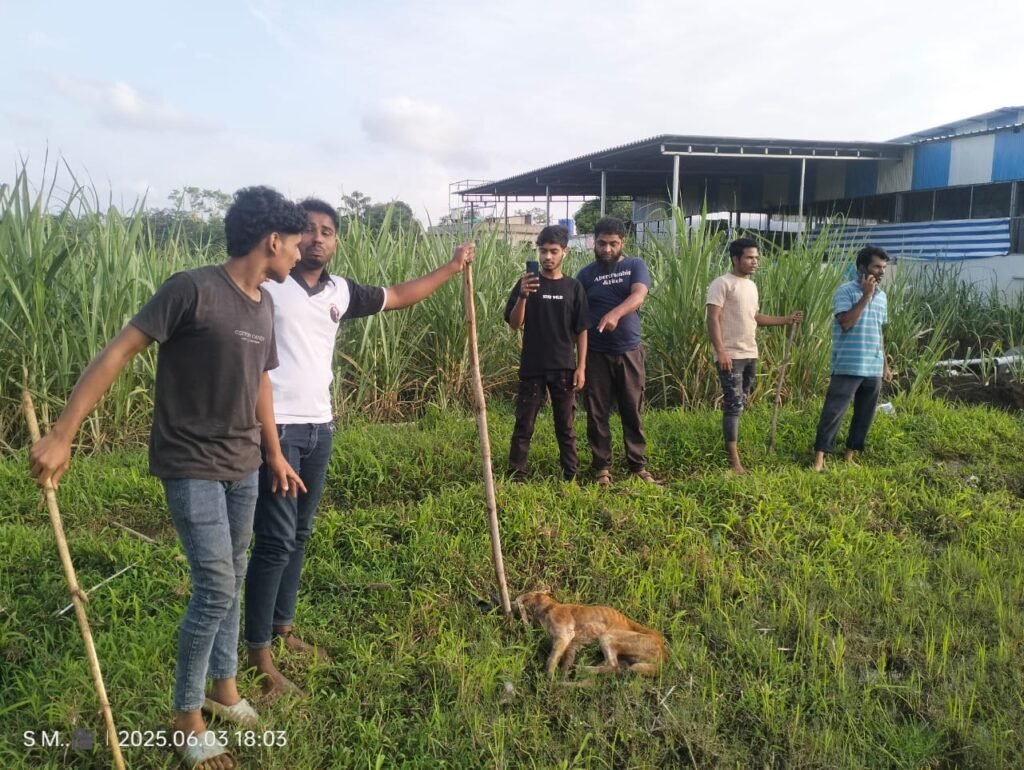 भटक्या कुत्र्यांचा धुमाकूळ : श्वान हैदोसाने आजरावासी हैराण