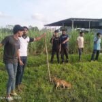 भटक्या कुत्र्यांचा धुमाकूळ : श्वान हैदोसाने आजरावासी हैराण