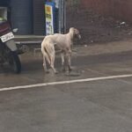 गंभीर जखमी श्वान लीलानी आजरावासीय त्रस्त