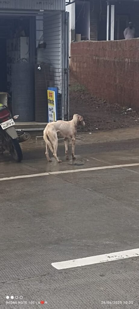 गंभीर जखमी श्वान लीलानी आजरावासीय त्रस्त